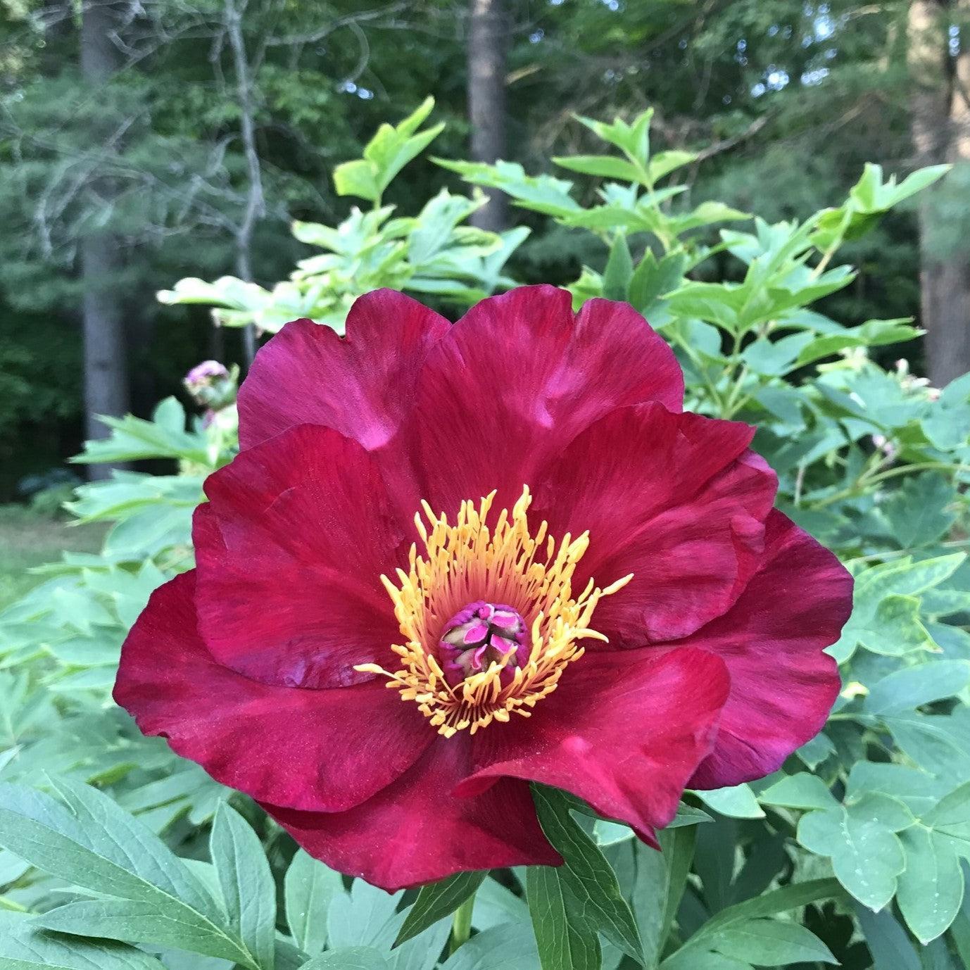 Paeonia 'Scarlet Heaven' - Scarlet Heaven Itoh Peony