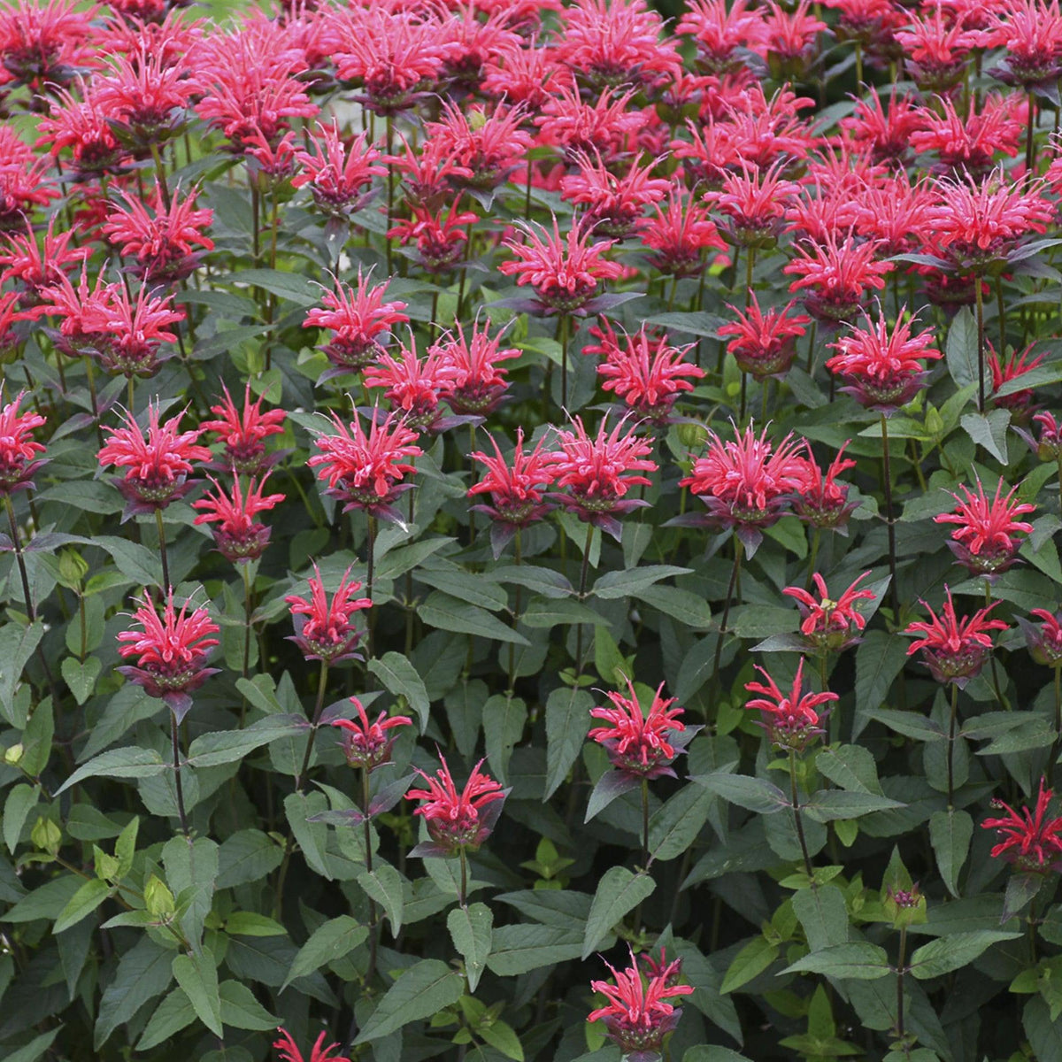 Monarda 'Red Velvet' - PW® Upscale® Red Velvet Bee Balm