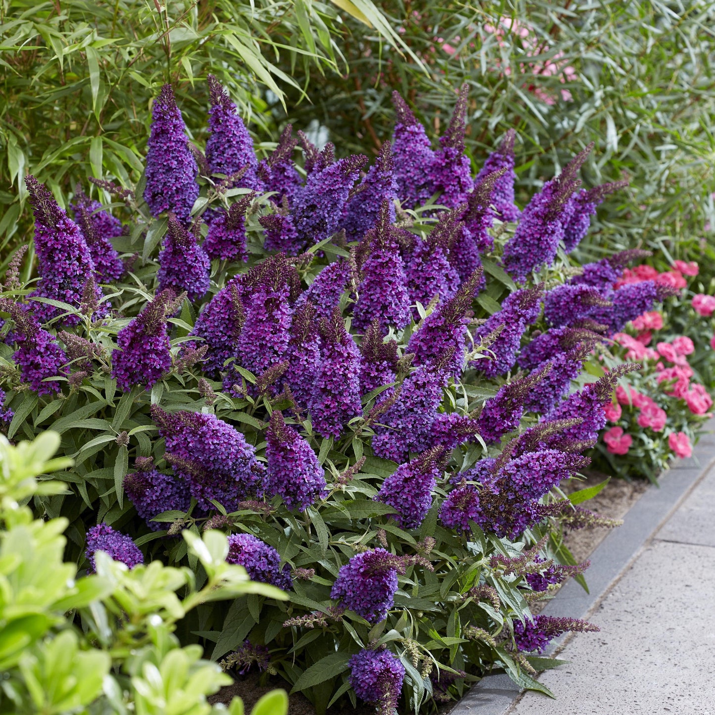 Buddleia davidii 'BotEx 001' PP34,515 - Butterfly Candy™ Li'l Grape™ Butterfly Bush