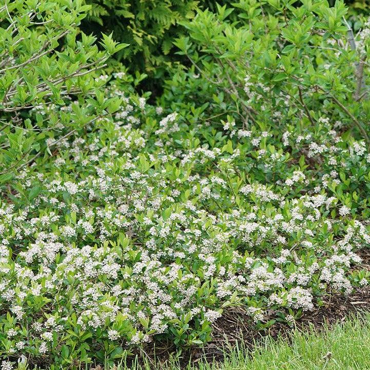 Aronia melanocarpa 'UCONNAM012' - PW® Ground Hug® Aronia