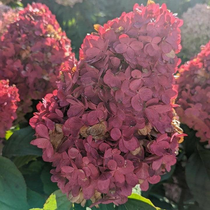 Hydrangea paniculata 'Bokropiav' - Love-A-Lot™ Pink Hydrangea