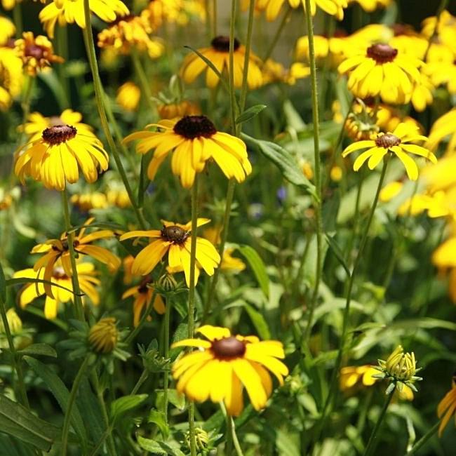 Viettes Little Suzy Black-Eyed Susan