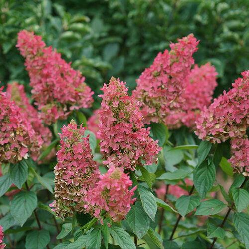 Hydrangea paniculata 'ILVOHPPRM' PP35,334 - Pinky Winky Prime® Hydrangea