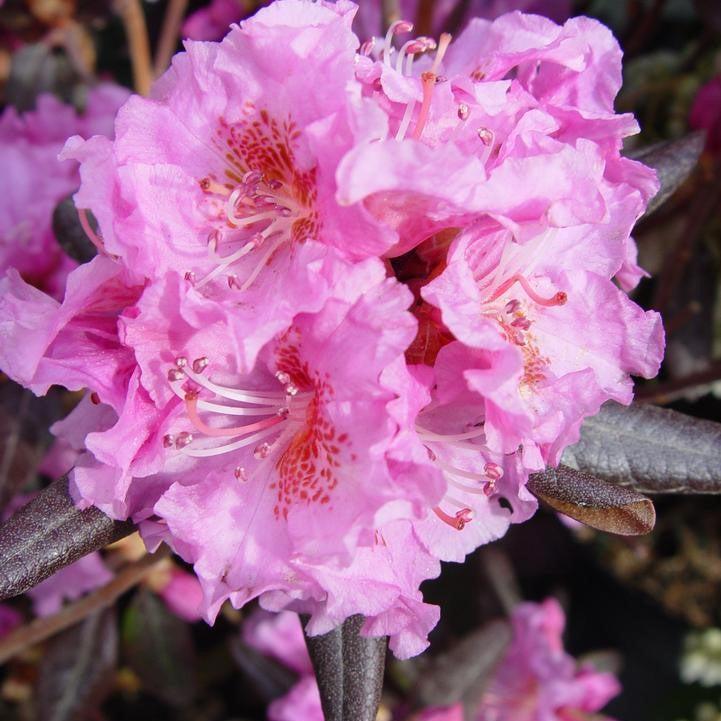 Rhododendron x 'Midnight Ruby' - Midnight Ruby Rhododendron