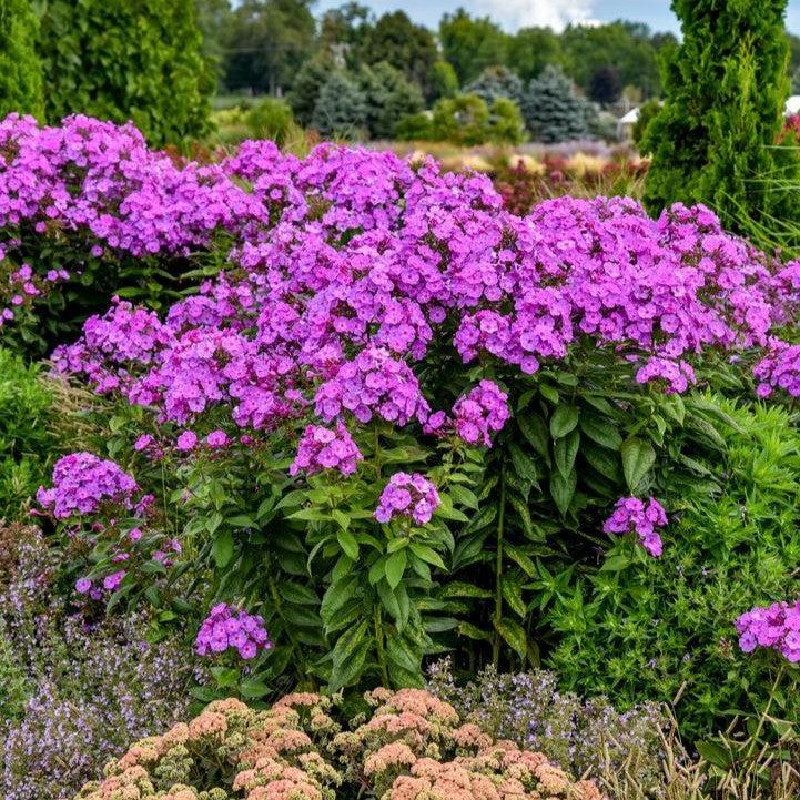 Phlox paniculata 'Luminary Evening Glow' - Luminary® Evening Glow Phlox