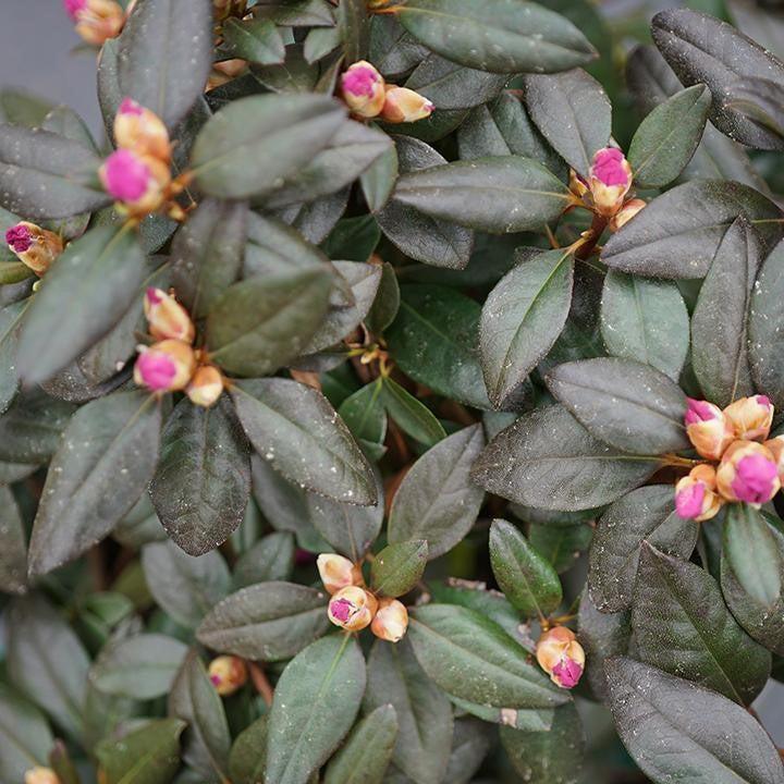 Rhododendron x 'NCRX2' - Black Hat® Rhododendron