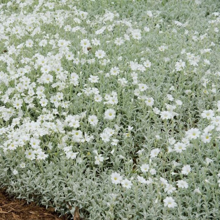 Cerastium tomentosum 'YoYo' - Yo Yo Snow in Summer