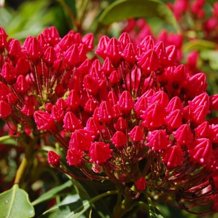 Kalmia latifolia 'Stoplight' - Stoplight Mountain Laurel