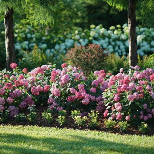 Hydrangea arborescens 'NCHA3' - Invincibelle® Ruby Hydrangea