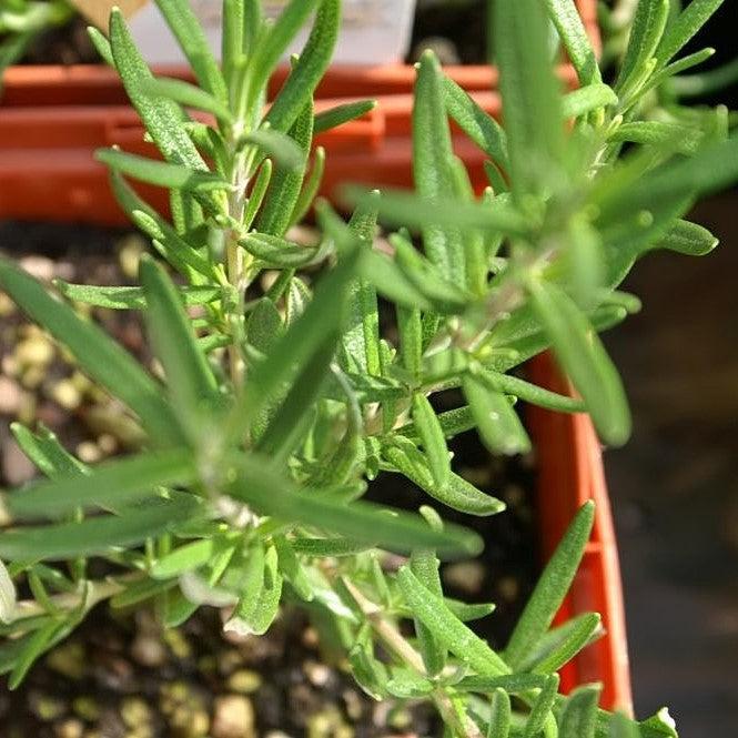 Rosmarinus officinalis 'Salem' - Salem Rosemary