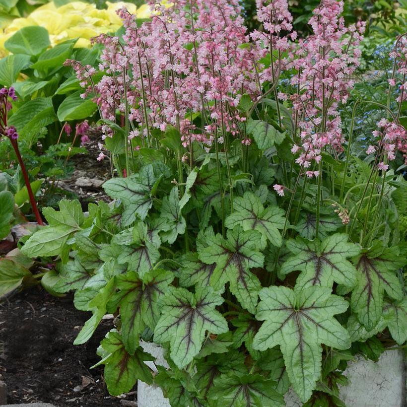 Heucherella ‘Pink Fizz’ - Pink Fizz Foamy Bells