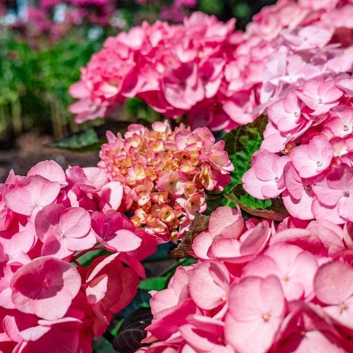 Hydrangea macrophylla 'Soul Mate' - Bloomin' Easy® Soul Mate™ Hydrangea