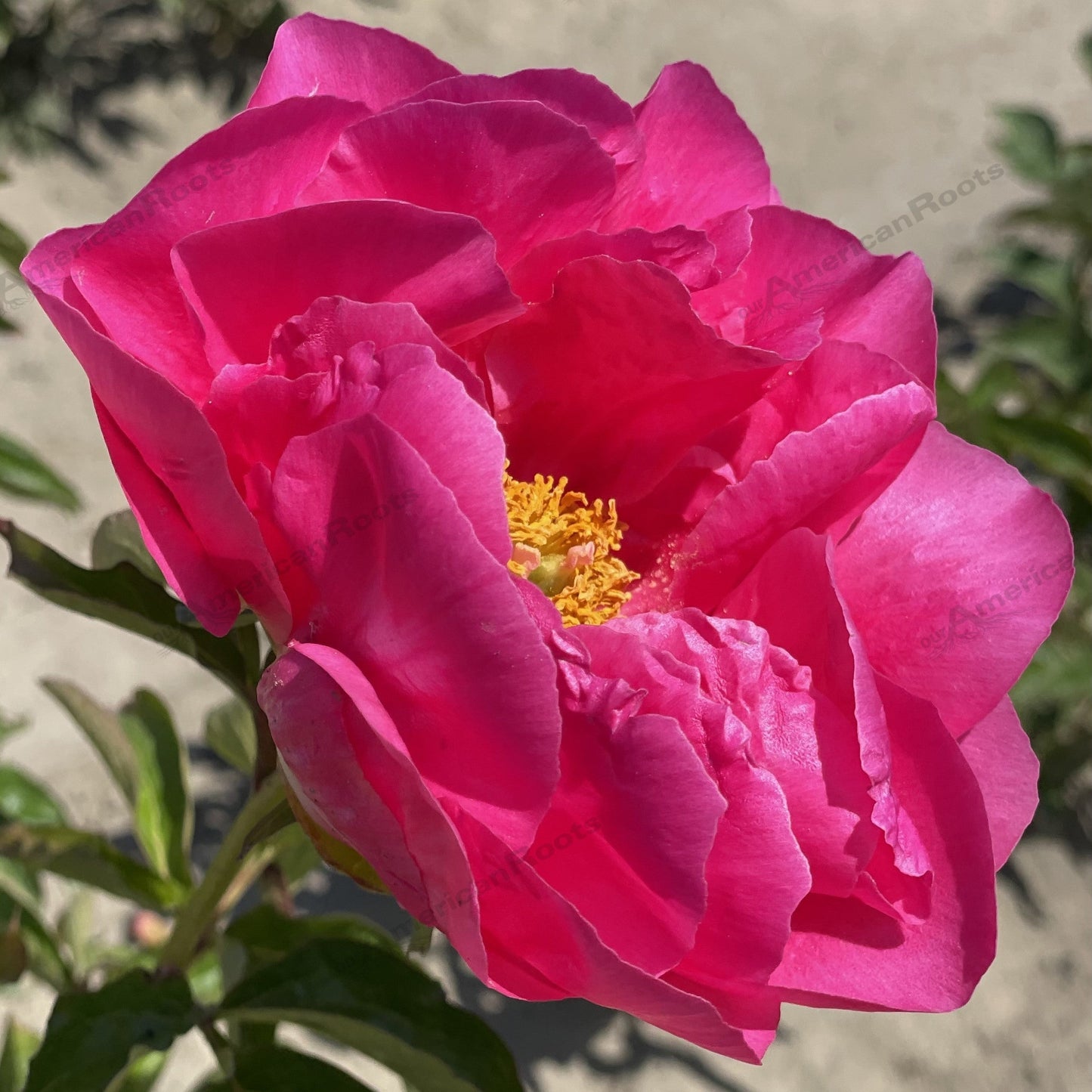 Paeonia lactiflora 'Paula Fay' - Paula Fay Peony