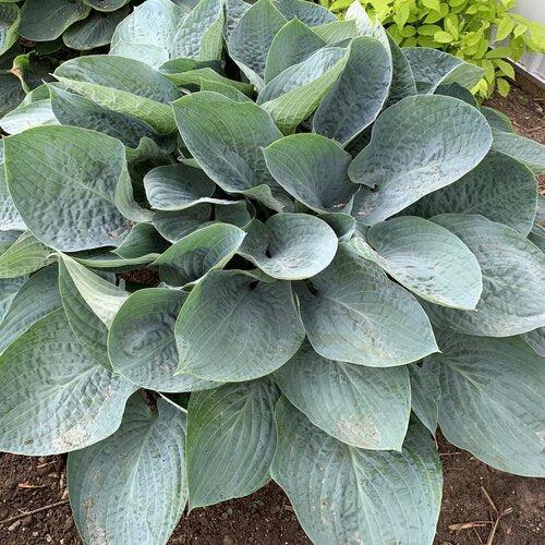 Hosta 'Above The Clouds' PP34,341 - PW® Shadowland® Above The Clouds Hosta