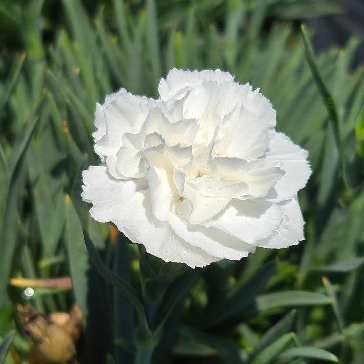 Dianthus 'Whipped Cream' - PW® Fruit Punch® Whipped Cream Dianthus