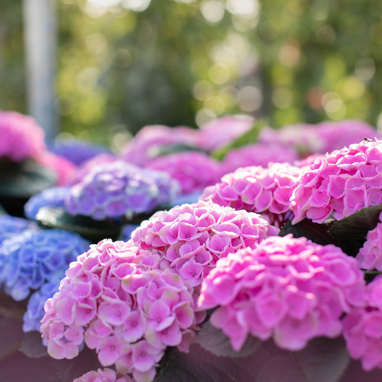Hydrangea macrophylla 'Hokomarore' - Magical® Elizabeth Ashley Hydrangea