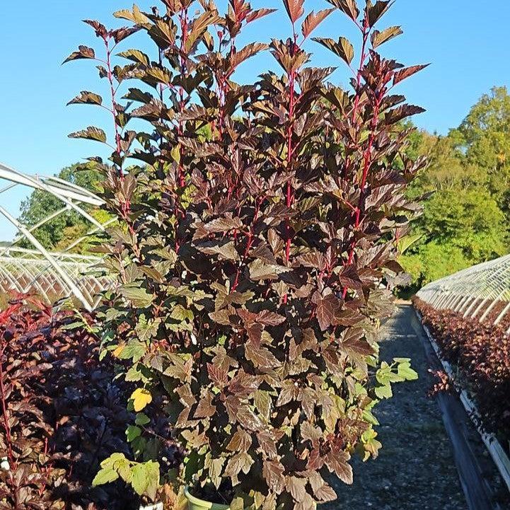 Physocarpus opulifolius 'SMPOCG' - Chroma Chameleon™ Ninebark