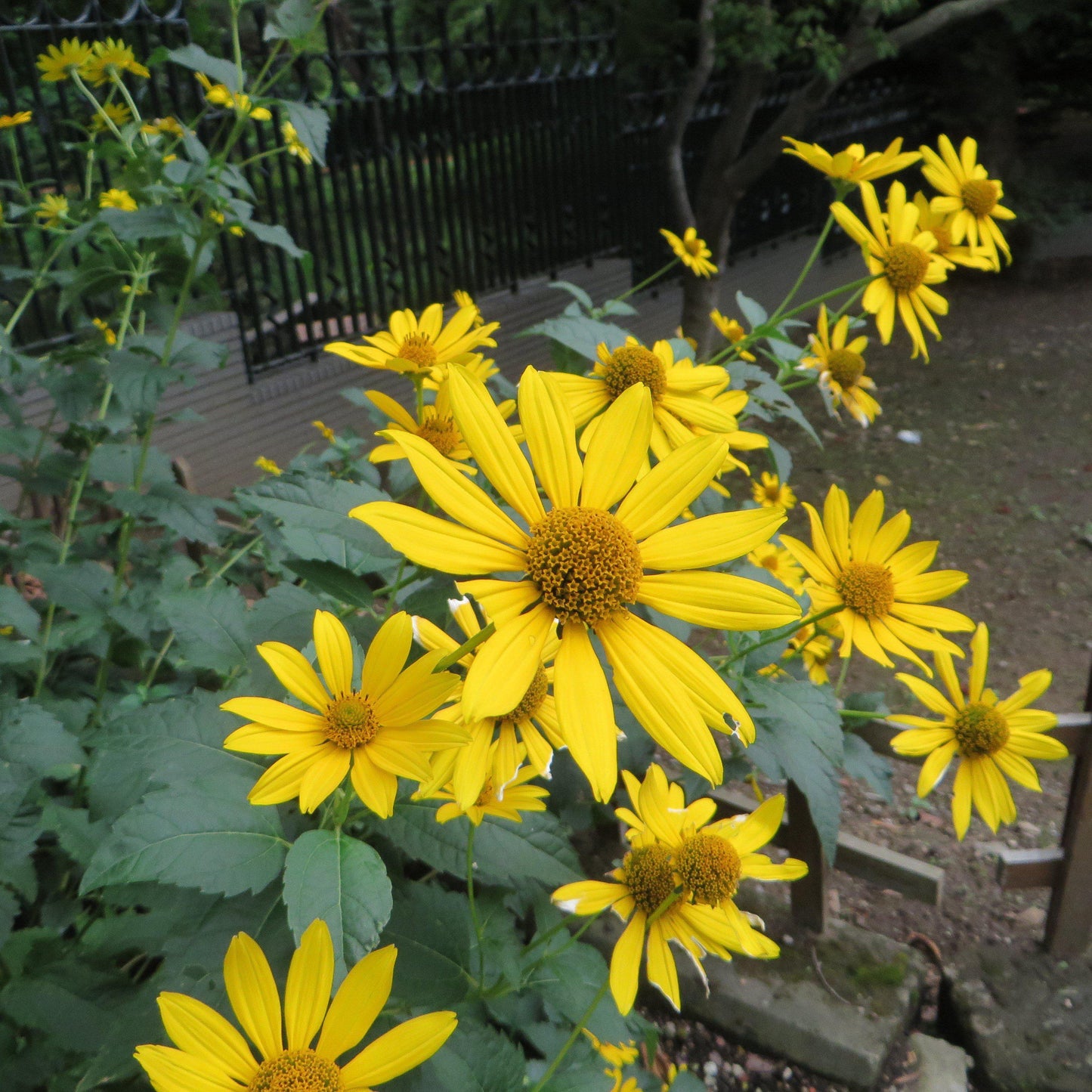 Rudbeckia laciniata - Cut-leaf Coneflower