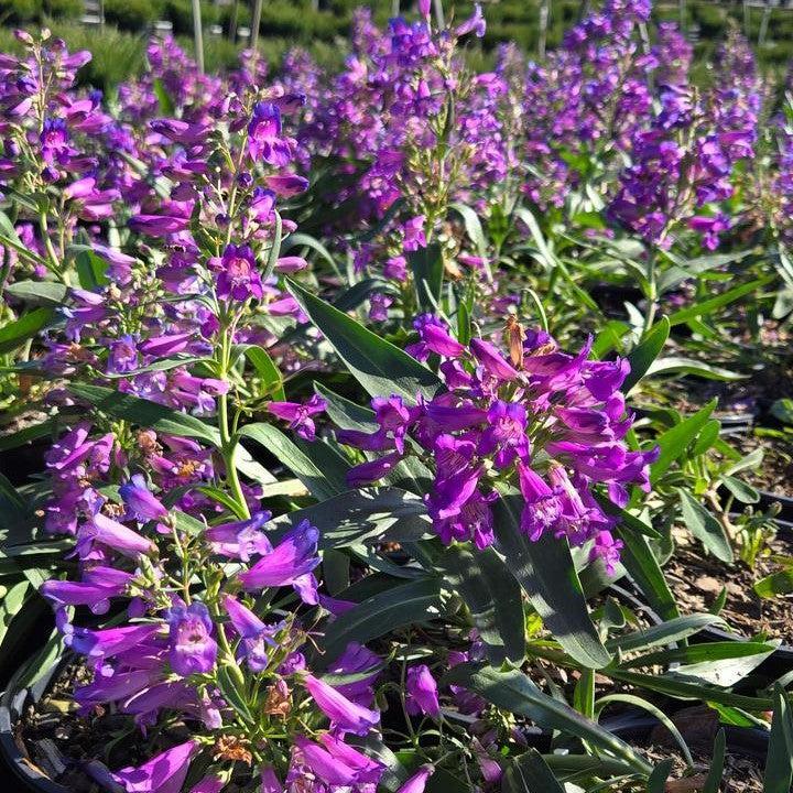 Penstemon 'Pristine Blue' - Pristine Blue Beardtongue