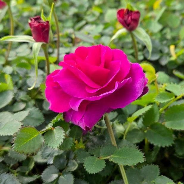 Rosa x 'Noa11356' - Showpiece™ Purple Rose