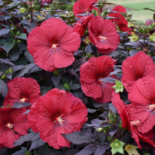 Summerific® Holy Grail Hibiscus