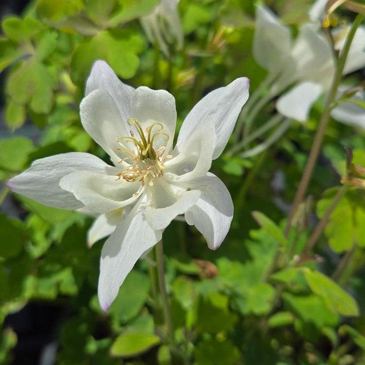 Aquilegia 'PAS1258490' - Earlybird™ White Columbine