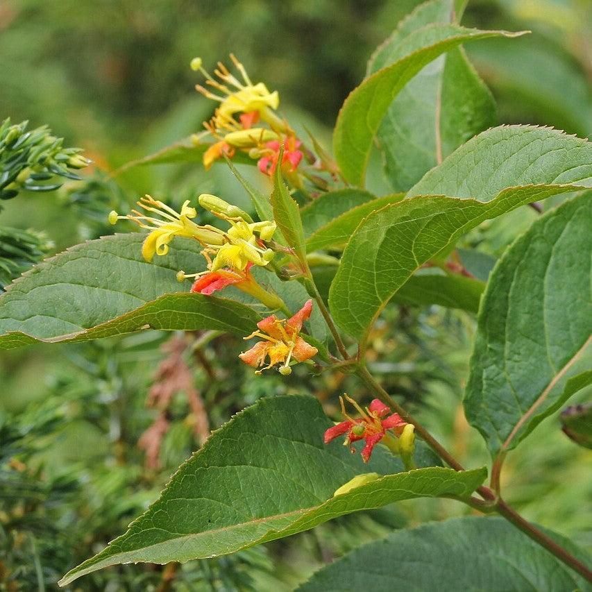 Diervilla lonicera - Dwarf Bush Honeysuckle