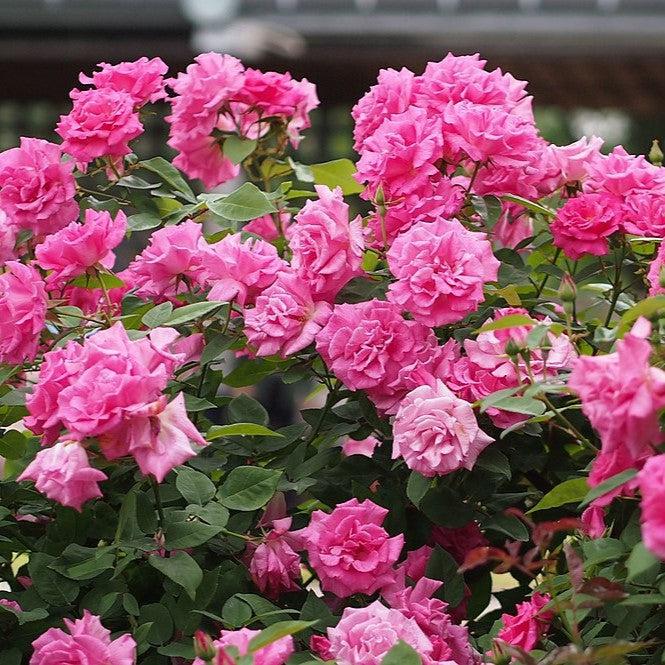 Zéphirine Drouhin Rose