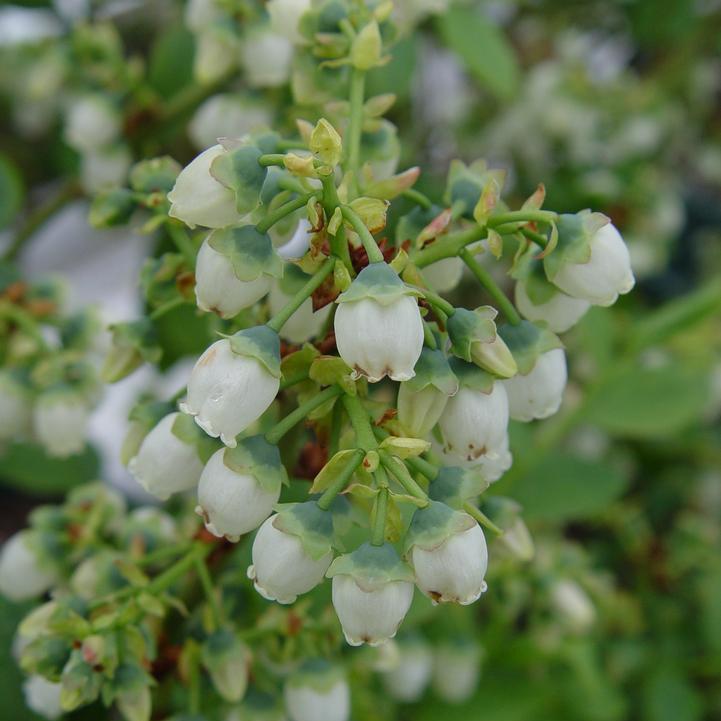 Vaccinium corymbosum 'Bluegold' - Bluegold Blueberry