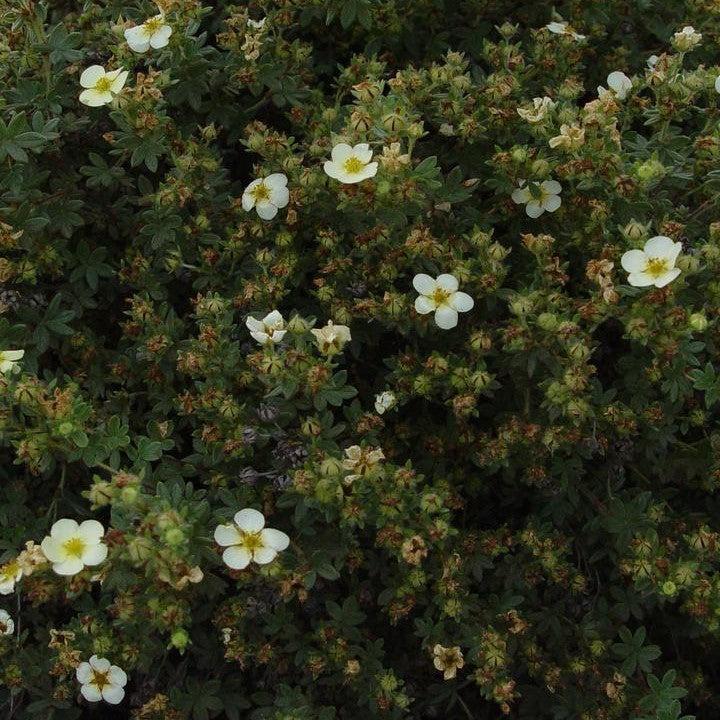 Potentilla fruticosa 'Abbotswood' - Abbotswood Potentilla
