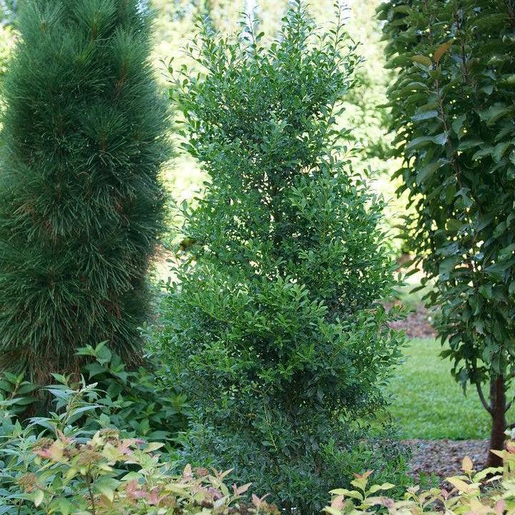Ilex glabra 'SMNIGLA' - Squeeze Box® Inkberry Holly