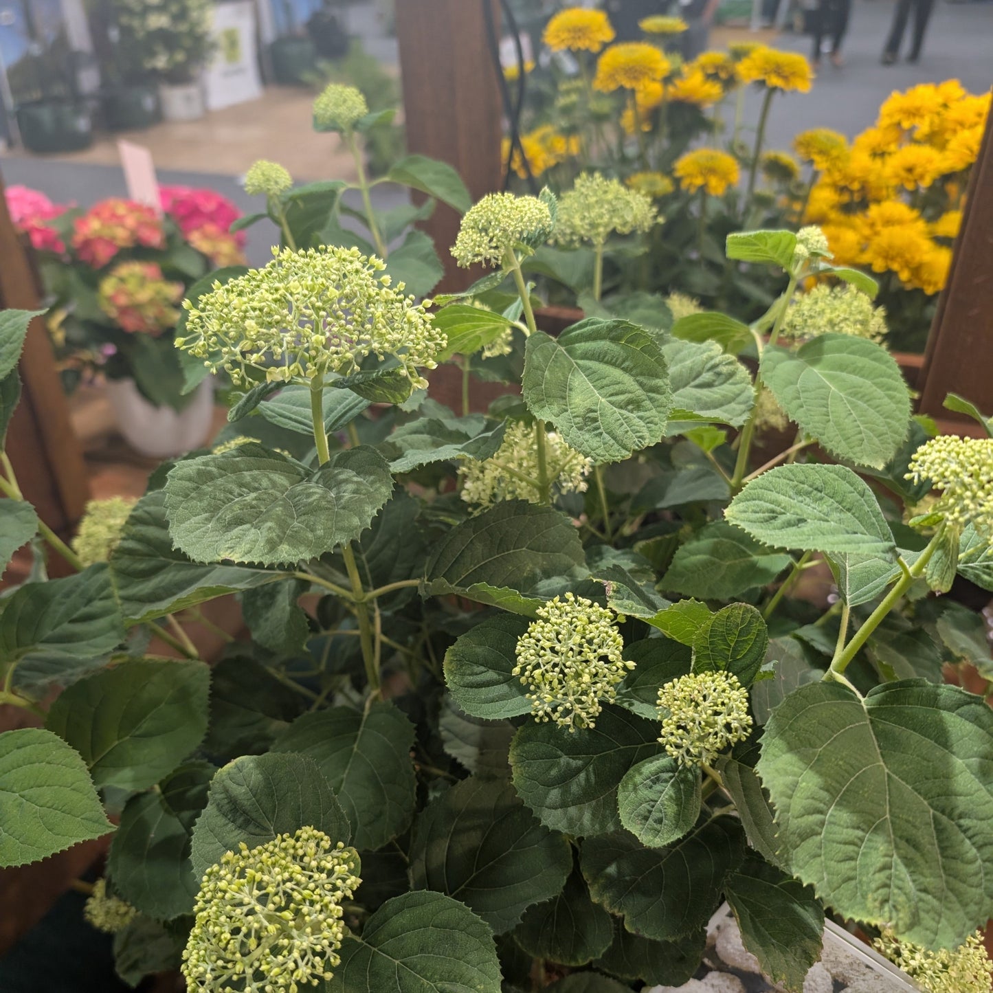 Hydrangea arborescens 'SMNHAGOV' - PW® Incrediball® Storm Proof™ Hydrangea