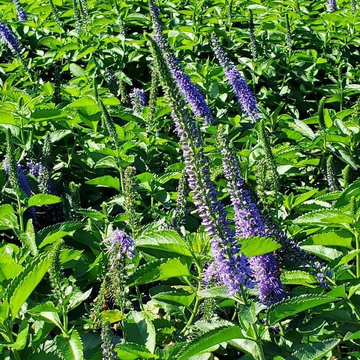 Veronica 'Seaside' - Seaside Veronica