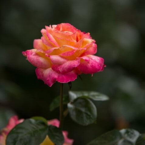 Rosa 'BAIpeace' - First Edition® Love & Peace® Rose