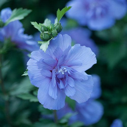 Blue Chiffon® Hibiscus