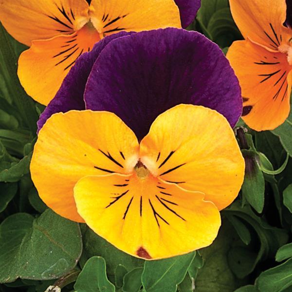 Viola cornuta 'Penny Orange Jump-Up' - Penny™ Orange Jump-Up Viola