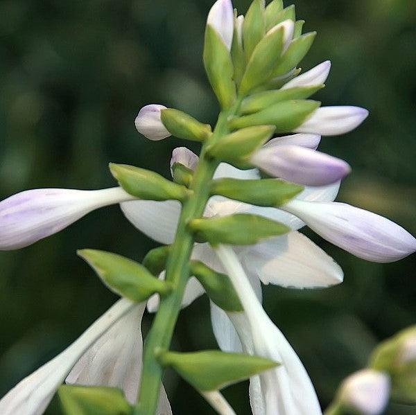 Hosta 'Fragrant Bouquet' - Fragrant Bouquet Hosta