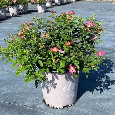 Pink Drift® Rose