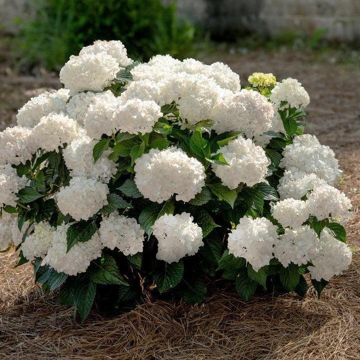 Hydrangea macrophylla 'Bailmaceight' - Endless Summer® Dreamcloud® Hydrangea