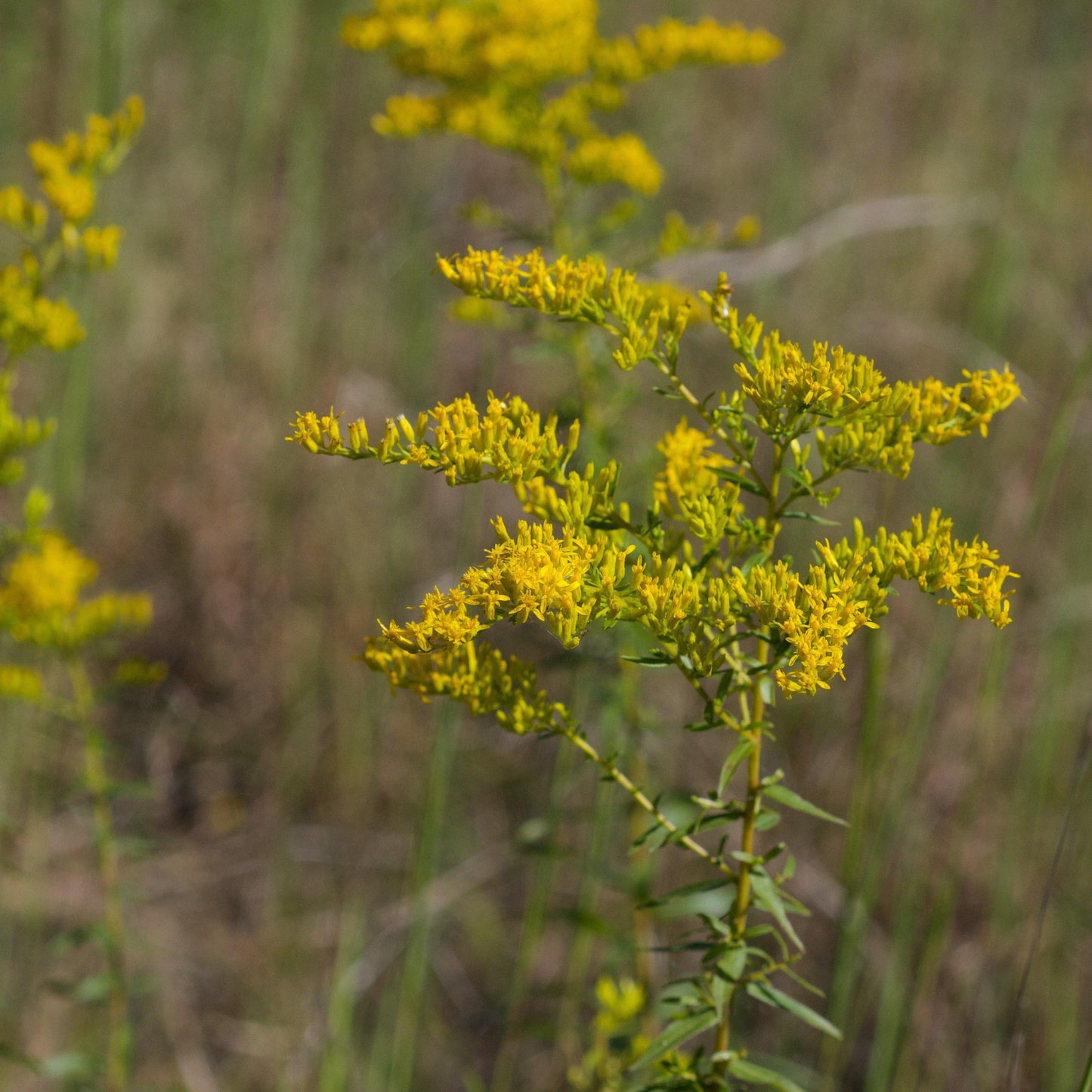 Solidago odora - Anise Scented Goldenrod