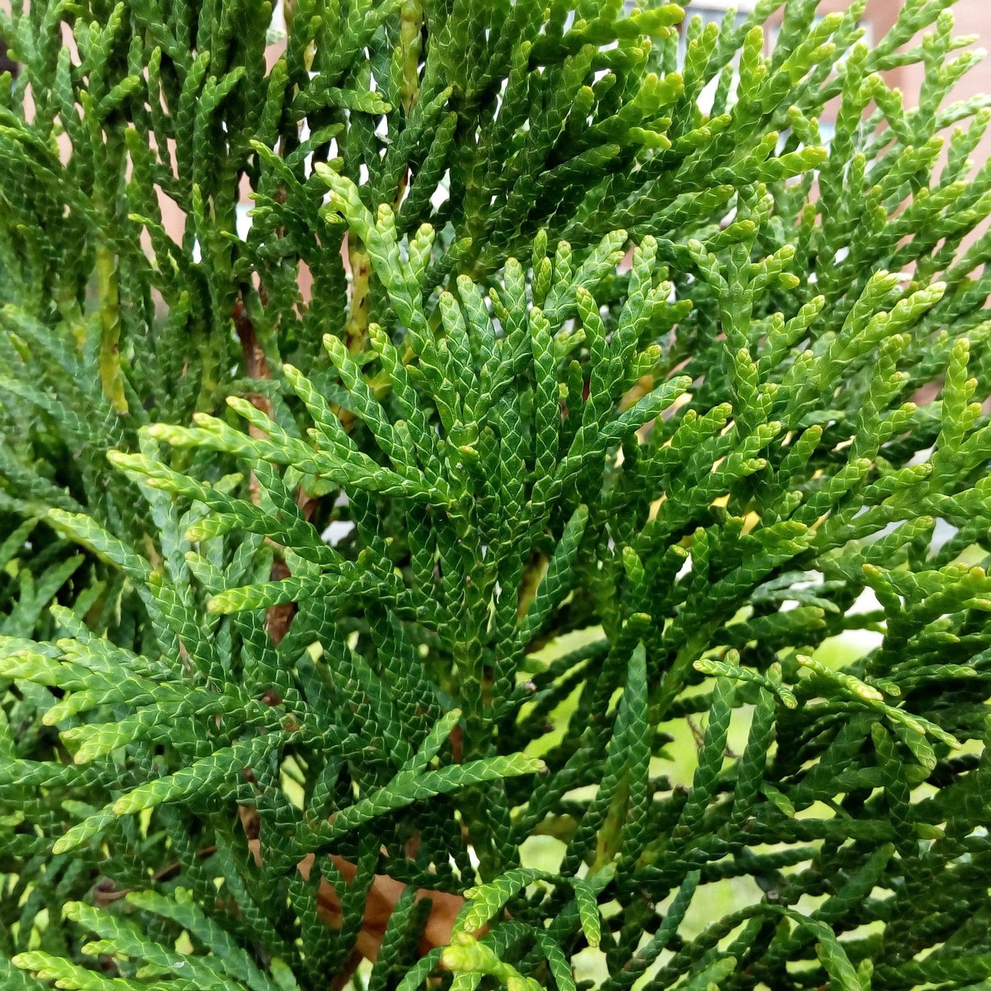 Thuja occidentalis 'American Pillar' - Full Speed A Hedge® Arborvitae