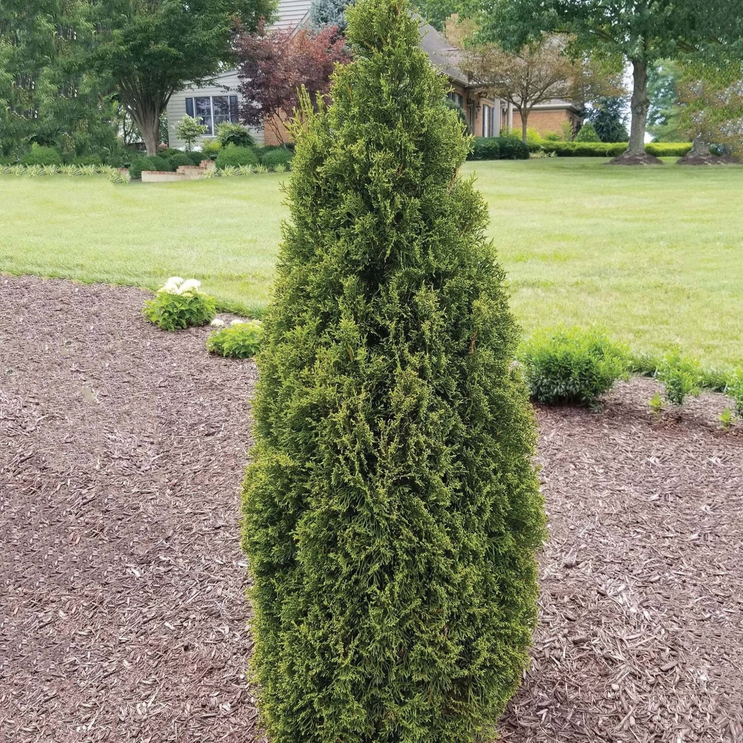 Thuja occidentalis 'Lilshreckthu' - Emerald Squeeze™ Arborvitae