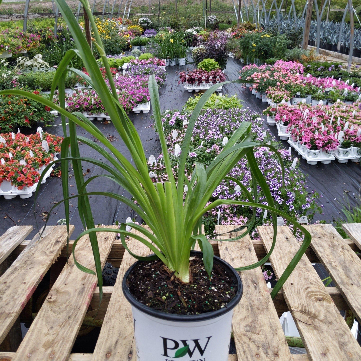 Hemerocallis 'Lake of Fire' - Rainbow Rhythm® Lake of Fire Daylily