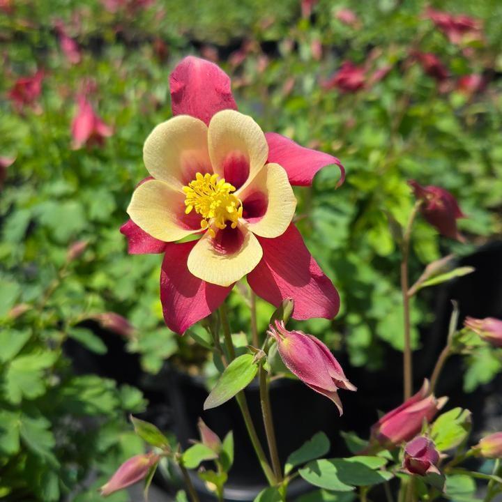 Aquilegia 'PAS1258483' - Earlybird™ Red Yellow Columbine