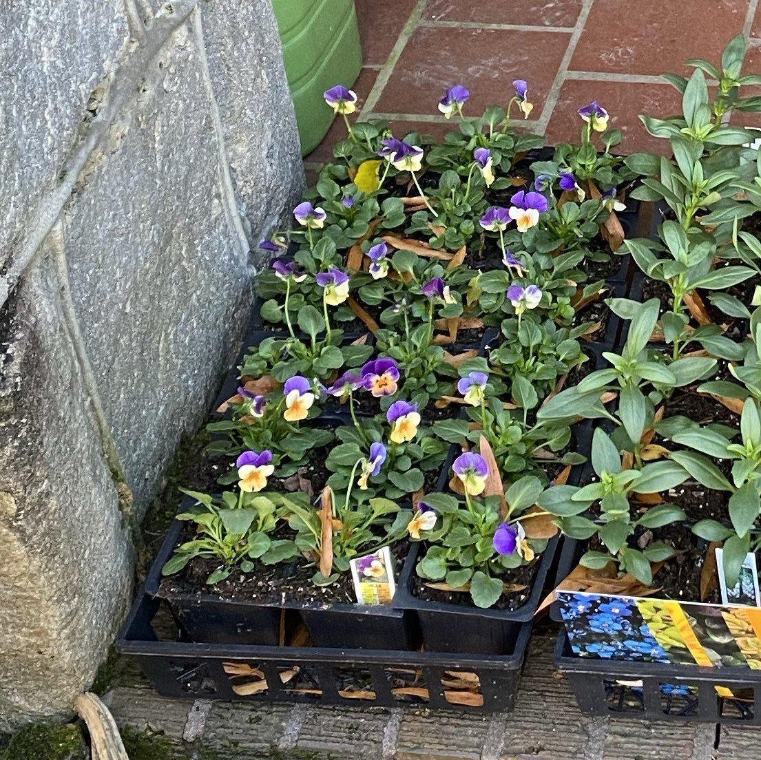 Viola cornuta 'Penny Peach Jump-Up' - Penny™ Peach Jump-Up Viola