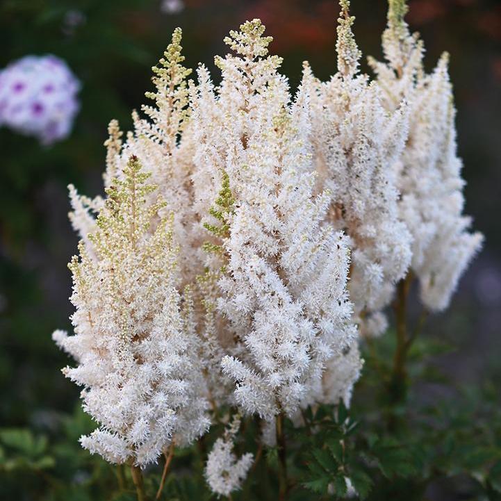 Astilbe chinensis 'You and Me Together' - You And Me Together Astilbe