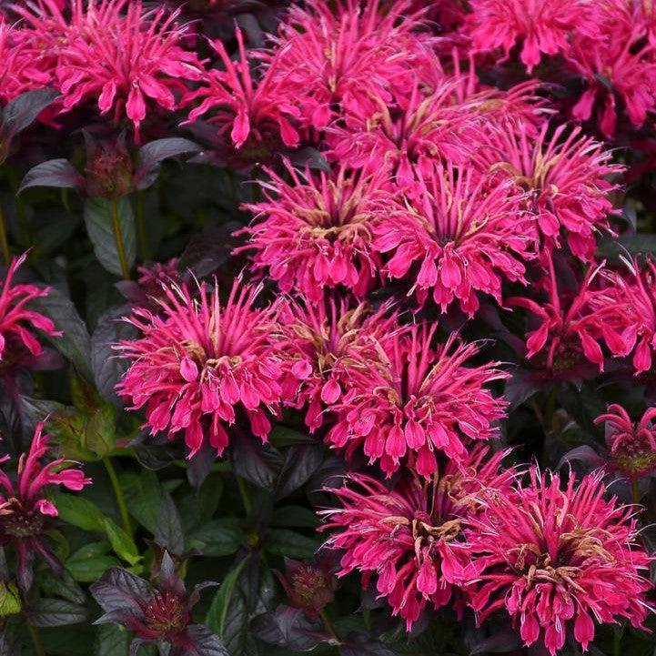 Monarda 'Berry Taffy' PP34715 - Sugar Buzz® Berry Taffy Bee Balm