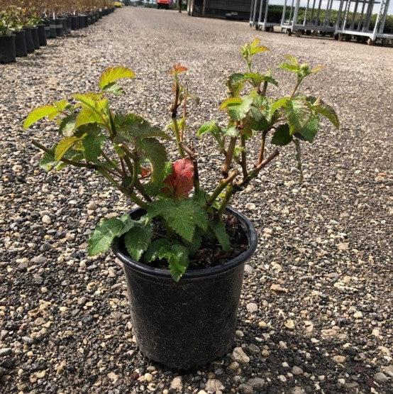 Rubus x ''APF-153T' PP#26,990 - Prime-Ark® Freedom Thornless Blackberry