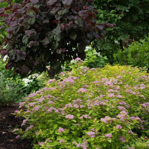 Double Play® Big Bang Spirea