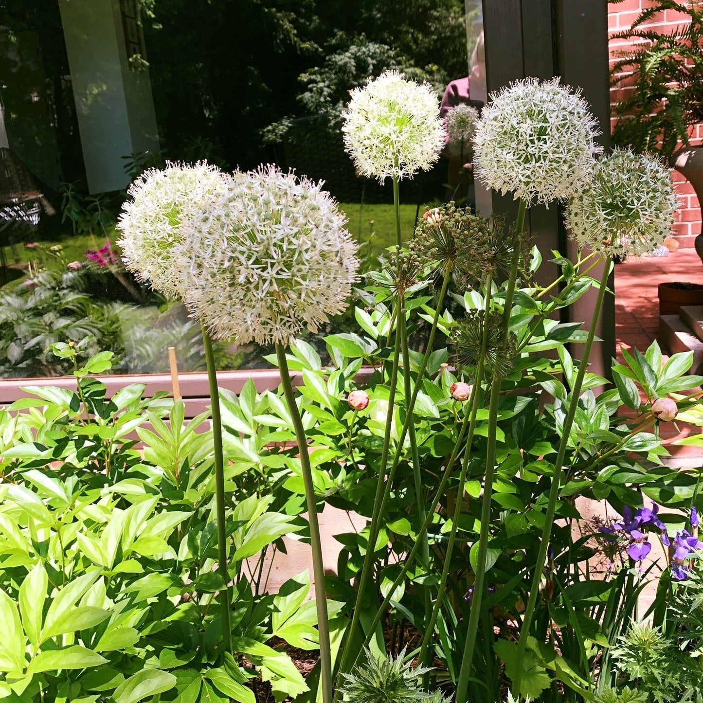 Allium 'Mount Everest' - Mount Everest Ornamental Onion